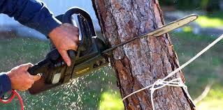 How Our Tree Care Process Works  in  Moriarty, NM