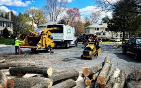Best Tree Disease Treatment  in Moriarty, NM