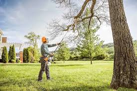 Best Leaf Removal  in Moriarty, NM