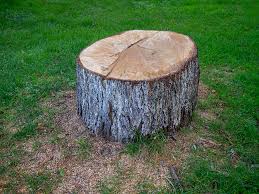 Best Tree Trimming and Pruning  in Moriarty, NM