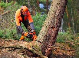Best Root Management and Removal  in Moriarty, NM