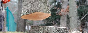Best Emergency Tree Removal  in Moriarty, NM