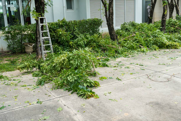 Best Tree Health Inspection  in Moriarty, NM