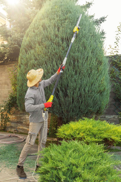 Best Tree and Shrub Care  in Moriarty, NM