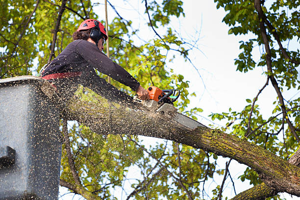 Best Tree Mulching  in Moriarty, NM