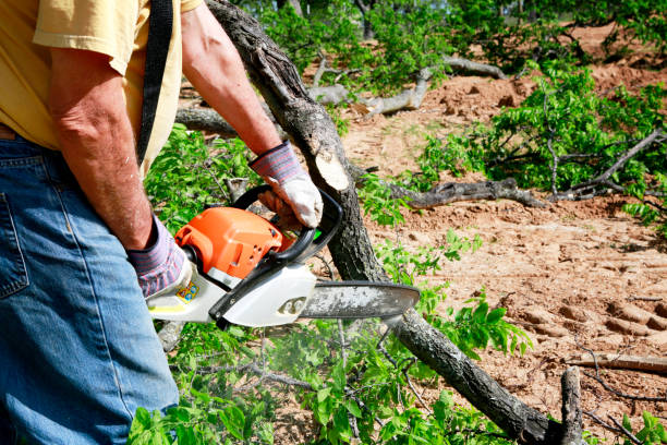 Best Lawn Mowing  in Moriarty, NM