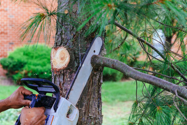 Moriarty, NM Tree Removal Company